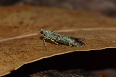 Heteromicta tripartitella