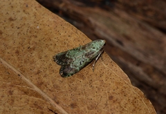 Heteromicta tripartitella