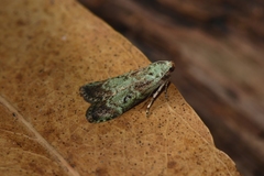 Heteromicta tripartitella
