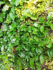Elatostema parvum