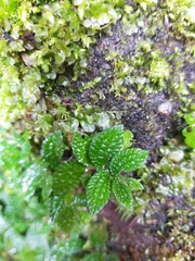 Elatostema parvum