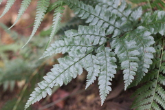 Arachniodes aristata