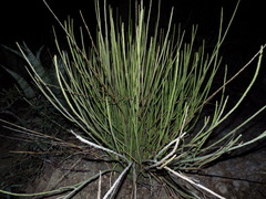 Euphorbia rossiana