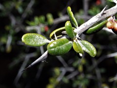 Castela erecta