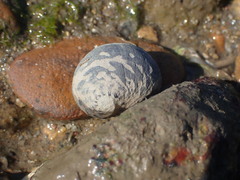 Nerita tessellata