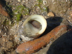 Nerita tessellata