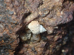 Echinolittorina radiata