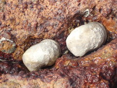 Nerita albicilla