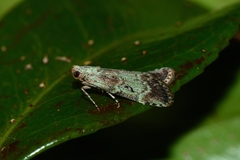 Heteromicta tripartitella