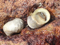 Nerita albicilla