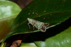 Heteromicta tripartitella