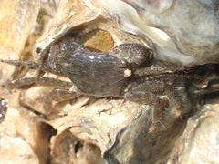 Metopograpsus frontalis