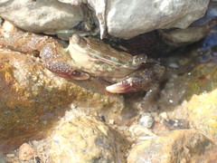 Metopograpsus frontalis