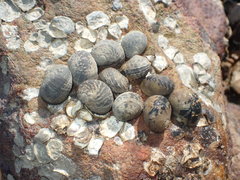 Nerita tessellata