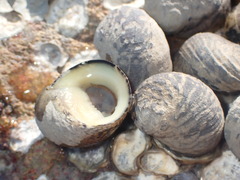 Nerita tessellata
