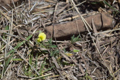 Argyrolobium sericosemium