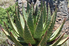 Aloe spectabilis