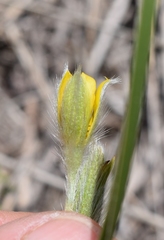 Hypoxis acuminata