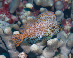 Leopard Blenny photo 5