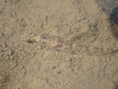 Favonigobius