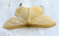 Idaea rufaria