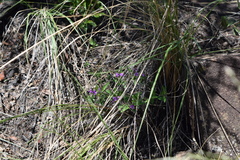 Polygala serpentaria