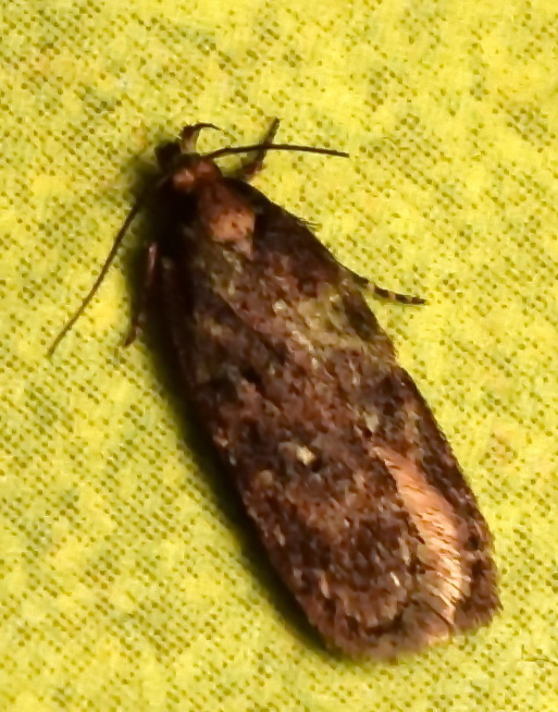 Depressaria subalbipunctella