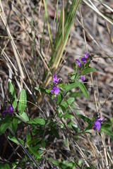 Polygala serpentaria