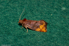 Pyrgotis eudorana