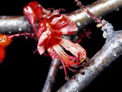 Erythrostemon melanadenius