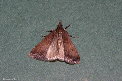 Eudonia asterisca