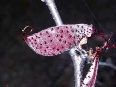 Erythrostemon melanadenius