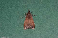 Eudonia asterisca