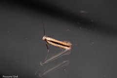 Kiwaia monophragma