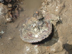 Isognomon ephippium