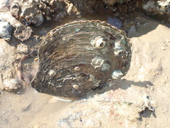 Isognomon ephippium