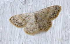 Scopula marginepunctata