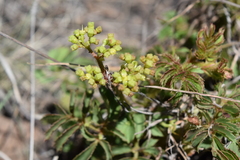 Cyphostemma natalitium