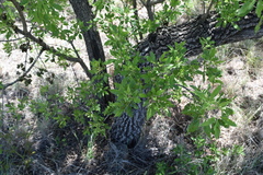 Vitex rehmannii