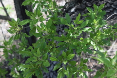Vitex rehmannii