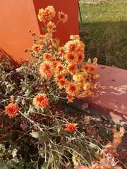 Chrysanthemum morifolium