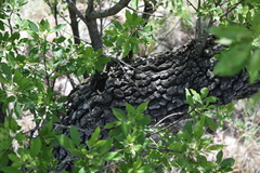 Vitex rehmannii