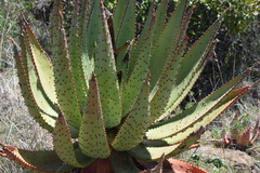 Aloe spectabilis