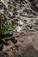 Mimulus gracilis