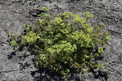 Cyphostemma natalitium