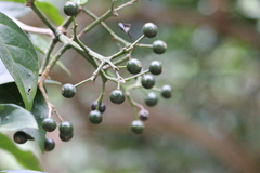 Pavetta hongkongensis