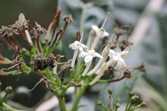 Pavetta hongkongensis