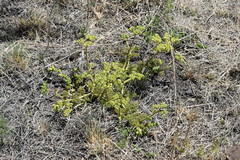 Cyphostemma natalitium