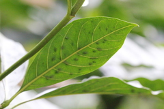 Pavetta hongkongensis