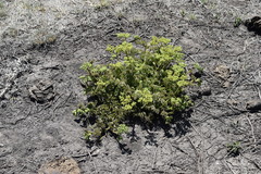 Cyphostemma natalitium